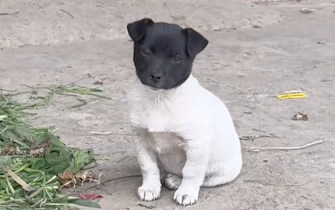 狗狗头是黑色身体是白色，看起来像是拼接的，狗：我就是只白狗！