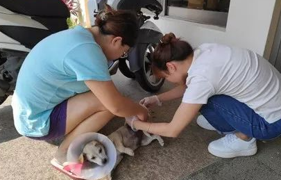 重伤幼犬突然闯入家中,柴犬不仅把窝让给它,还站在门外守护! 重伤幼犬突然闯入家中,柴犬不仅把窝让给它,还站在门外守护!