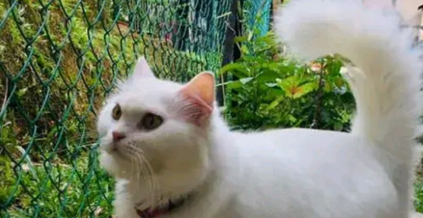 小猫因“丑陋”遭驱赶，一年后成功逆袭，小破烂变成小天使