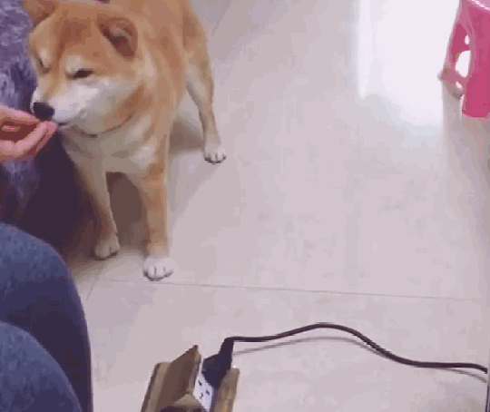 柴犬被地插电嘴,主人假装手也被电,狗子的举动暖心了…… 柴犬被地插电嘴,主人假装手也被电,狗子的举动暖心了……