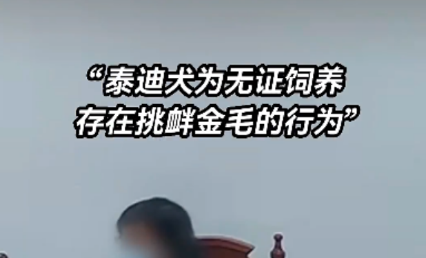 无证泰迪“碰瓷”未戴嘴套金毛?起诉了 无证泰迪“碰瓷”未戴嘴套金毛?起诉了