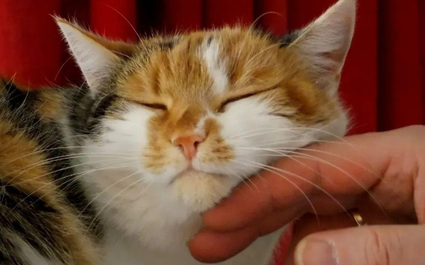 猫咪的呼噜声不仅是在表达愉悦，还是一种自我疗伤的方式