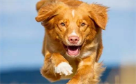 【关于犬种】寻回犬之——新斯科舍猎鸭寻猎犬