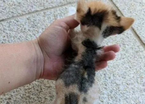 险些饿死街头的小奶猫,被好心人救助后变化巨大,超暖心! 险些饿死街头的小奶猫,被好心人救助后变化巨大,超暖心!