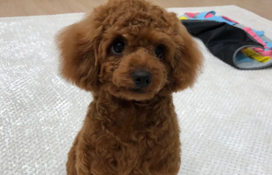 泰迪假孕什么症状