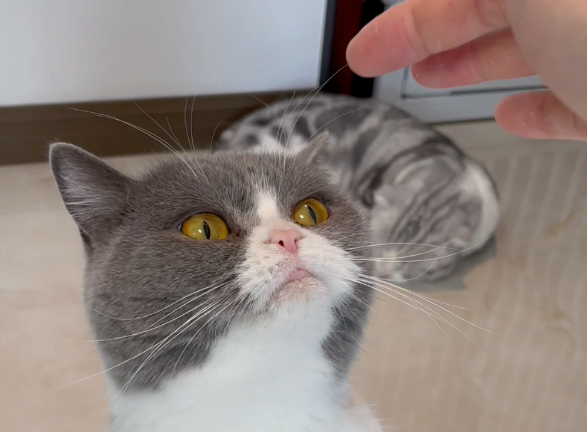 猫德学院常驻猫猫盘点第一集—头像之争：兔兔VS林妹妹