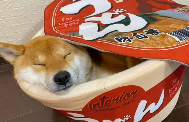 自从给柴犬买了这个狗窝,主人晚上都不敢看它,不然越看越饿 自从给柴犬买了这个狗窝,主人晚上都不敢看它,不然越看越饿