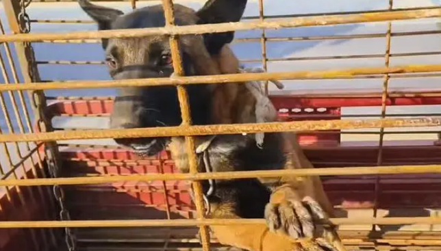 眼看即将上狗肉车,凶猛马犬一路不停叫唤,狗主:家里喂得多 眼看即将上狗肉车,凶猛马犬一路不停叫唤,狗主:家里喂得多