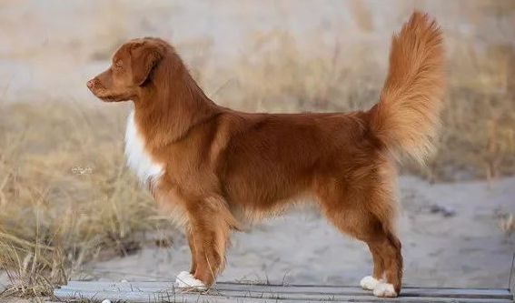 百科 | 新斯科舍诱鸭寻回猎犬，会“钓鸭子”的“小号金毛”？