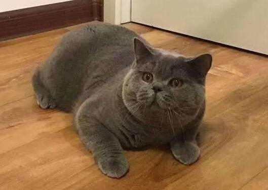 蓝猫吃什么对毛发好 蓝猫吃什么对毛发好