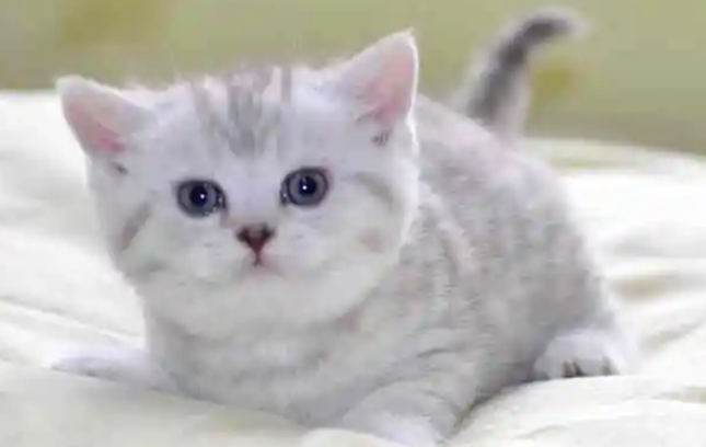 成都一伪爱猫人每天杀猫百只，将猫肉伪装兔肉卖上餐桌