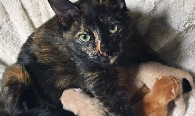 流浪玳瑁猫生了一窝小猫全是橘的，猫妈你的黑色基因去哪儿了？