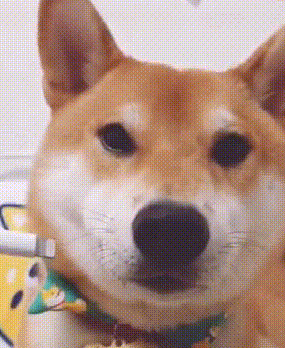 铲屎官给柴犬“充电”,狗狗那甜美一笑太治愈了,心都要萌化了! 铲屎官给柴犬“充电”,狗狗那甜美一笑太治愈了,心都要萌化了!