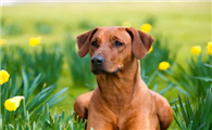 罗得西亚脊背犬：非洲的勇士