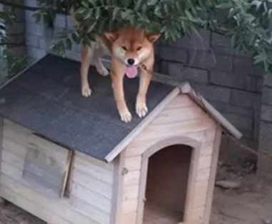 重伤幼犬突然闯入家中,柴犬不仅把窝让给它,还站在门外守护! 重伤幼犬突然闯入家中,柴犬不仅把窝让给它,还站在门外守护!