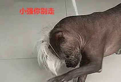 朋友养的狗究竟有多丑？小强：大哥我走了，有生之年让我吃顿饱饭