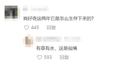 羊坚强！被困悬崖两年多，“最孤独绵羊”获救！