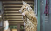 自制逗猫棒需要什么材料