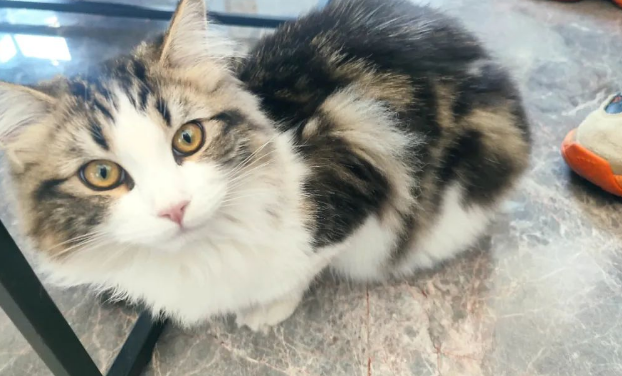 猫咪是如何卑微的向人类道歉的 猫咪是如何卑微的向人类道歉的