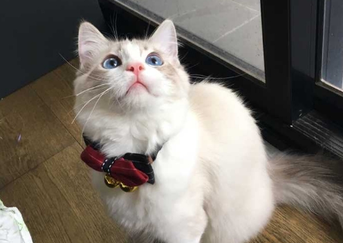 布偶和纯白田园猫配出来的猫