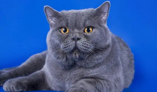 身上全是蓝色的猫是啥猫