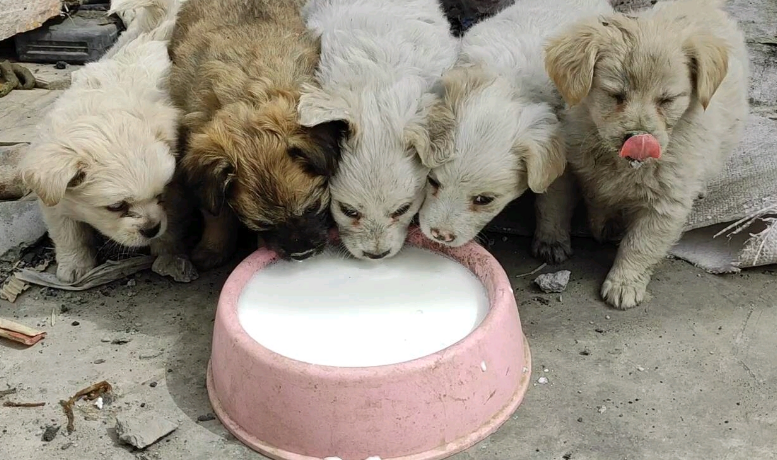 特仑苏是生牛乳还是调制乳