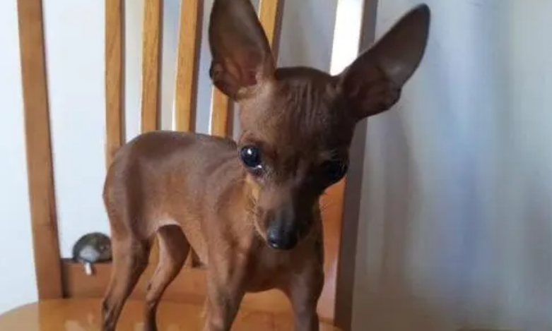 小鹿犬红的好还是铁包金好