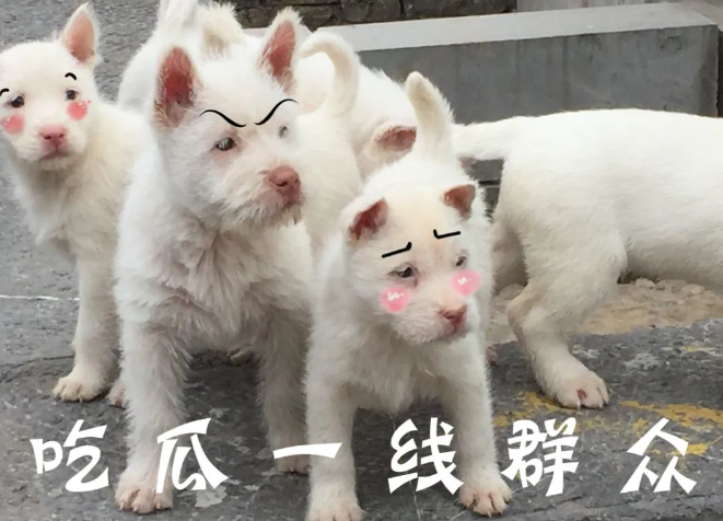 赶紧围观!下司古镇来了群无敌小可爱 赶紧围观!下司古镇来了群无敌小可爱