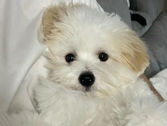 棉花面纱犬，容易被认错的小毛球！
