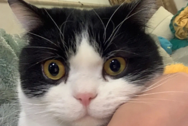 奶牛猫是中国特有的吗