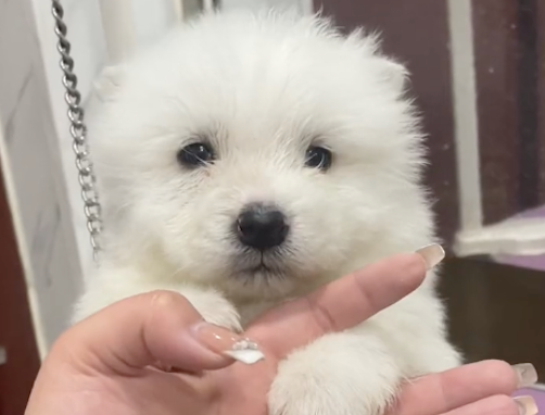 狗狗怀孕生下了一群小狗,主人看后都懵了,你是出轨羊了吗? 狗狗怀孕生下了一群小狗,主人看后都懵了,你是出轨羊了吗?