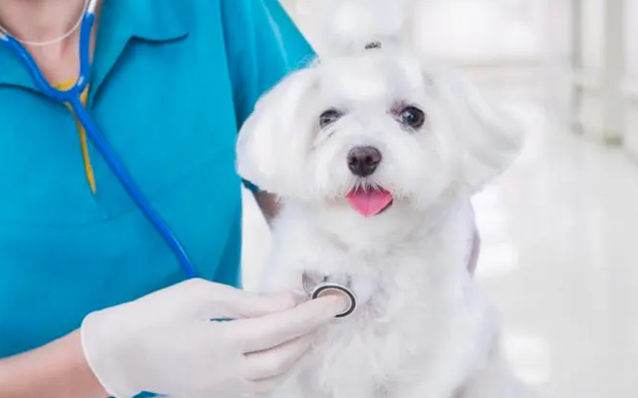 宠物医师资格证报考条件
