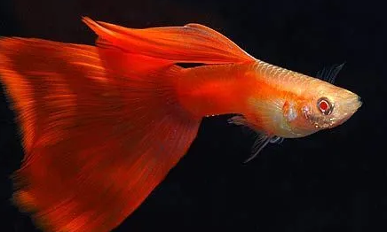 孔雀鱼多久长大