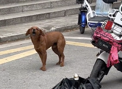 狗狗私自拆了个学生的羽绒服快递,然后躺在上面睡觉,真机灵呀 狗狗私自拆了个学生的羽绒服快递,然后躺在上面睡觉,真机灵呀