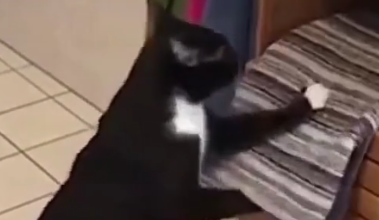 猫咪扔掉所有的毛巾只为这样做,猫:奴才,把地板收拾一下! 猫咪扔掉所有的毛巾只为这样做,猫:奴才,把地板收拾一下!