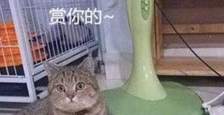 两只猫打碎花瓶,女子准备揍猫时看到花瓶里的东西,顿时露出坏笑 两只猫打碎花瓶,女子准备揍猫时看到花瓶里的东西,顿时露出坏笑