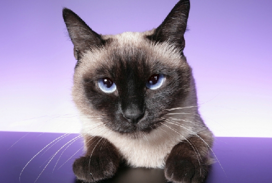 紫色眼睛的猫是什么品种 紫色眼睛的猫是什么品种