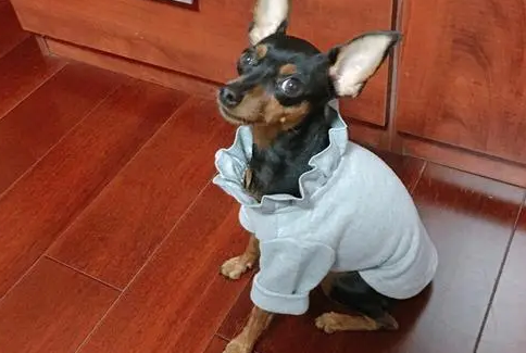 鹿犬图片小型
