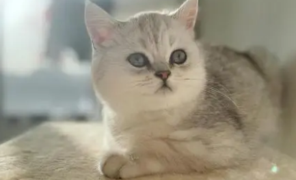 银渐层虎斑猫长什么样