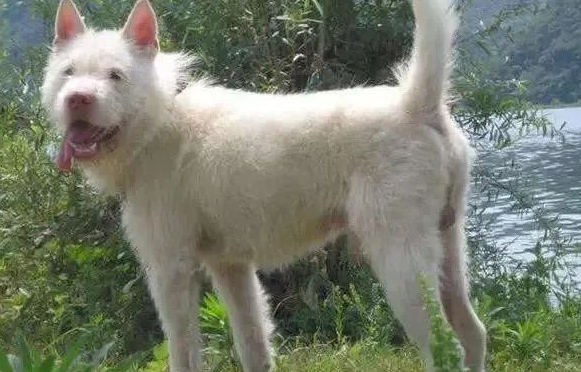 贵州神犬：下司犬，国际公认的中国唯一世界级猎犬