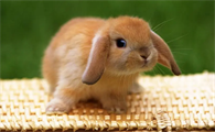 兔子耳朵的特点和作用