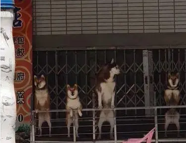 旅行时偶遇四只狗,仔细看了两眼后笑了:不愧是二哈! 旅行时偶遇四只狗,仔细看了两眼后笑了:不愧是二哈!