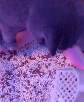 主人把猫粮倒进猫砂盆，猫一脸无奈：我不知道到底是该吃还是该拉