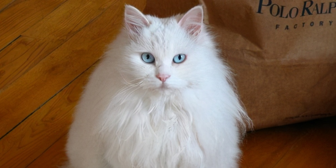 狮子猫好养活吗