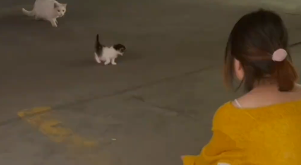 流浪猫妈妈，为什么会主动把孩子送给人类？