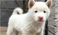 贵州神犬:下司犬,国际公认的中国唯一世界级猎犬