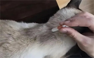 治猫跳蚤的最好的办法