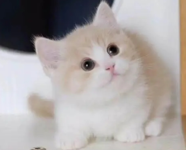 矮脚猫大概多少钱一只