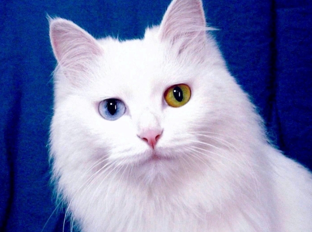 蓝黄眼睛的猫是什么品种 蓝黄眼睛的猫是什么品种