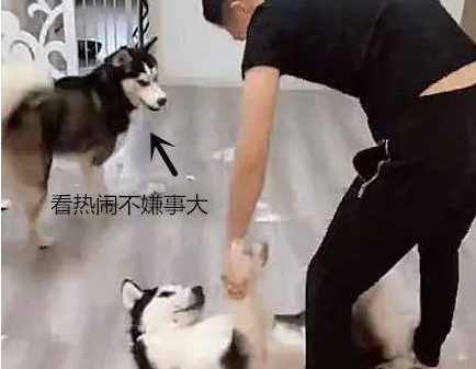 二哈拆家被主人撂倒，随后又遭一顿惩治，同伴却在一旁看好戏！